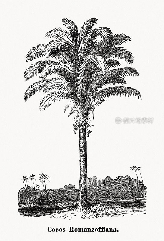 木版画《Syagrus romanzoffiana》出版于1873年